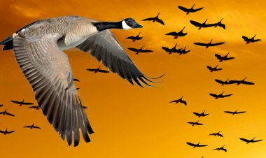 Formation en équipe