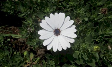 À propos de l’humilité