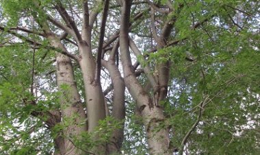 Les vrais amis sont comme les arbres