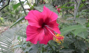 C’est moi qui t’ai choisi