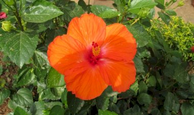 RETRAITE avec le P. Jacques Decollonge