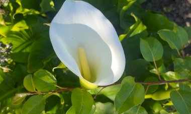 Fioretti de saint Jean Bosco # 33