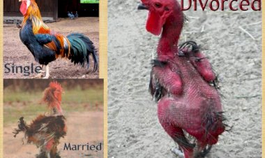 Life without a wife! 