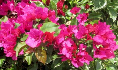 OBÉISSANCE ET VIE COMMUNE