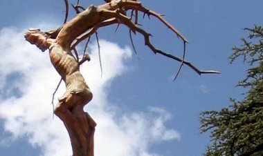 SAFCAM Communique #45 - English