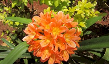 LA PAUVRETÉ COMME MISSION POUR LA COMMUNAUTÉ