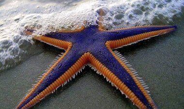 The Starfish story