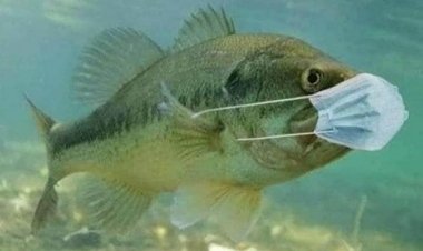 COVID is here to stay - learn to live with it!